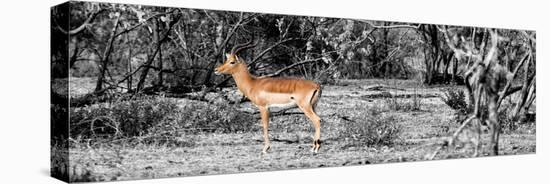 Awesome South Africa Collection Panoramic - Impala Antelope II-Philippe Hugonnard-Stretched Canvas