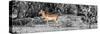 Awesome South Africa Collection Panoramic - Impala Antelope II-Philippe Hugonnard-Stretched Canvas