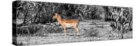Awesome South Africa Collection Panoramic - Impala Antelope II-Philippe Hugonnard-Stretched Canvas