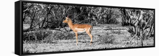 Awesome South Africa Collection Panoramic - Impala Antelope II-Philippe Hugonnard-Framed Stretched Canvas