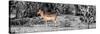 Awesome South Africa Collection Panoramic - Impala Antelope II-Philippe Hugonnard-Stretched Canvas