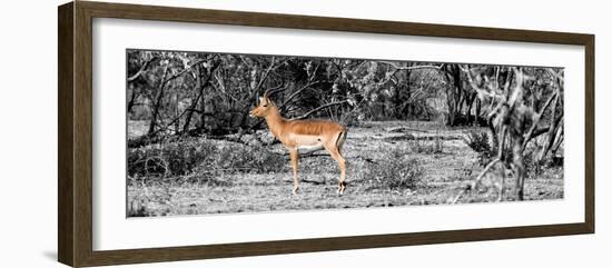 Awesome South Africa Collection Panoramic - Impala Antelope II-Philippe Hugonnard-Framed Photographic Print