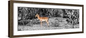 Awesome South Africa Collection Panoramic - Impala Antelope II-Philippe Hugonnard-Framed Photographic Print