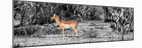 Awesome South Africa Collection Panoramic - Impala Antelope II-Philippe Hugonnard-Mounted Photographic Print