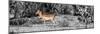 Awesome South Africa Collection Panoramic - Impala Antelope II-Philippe Hugonnard-Mounted Photographic Print