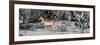 Awesome South Africa Collection Panoramic - Impala Antelope II-Philippe Hugonnard-Framed Photographic Print