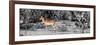 Awesome South Africa Collection Panoramic - Impala Antelope II-Philippe Hugonnard-Framed Photographic Print