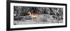 Awesome South Africa Collection Panoramic - Impala Antelope II-Philippe Hugonnard-Framed Photographic Print