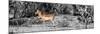 Awesome South Africa Collection Panoramic - Impala Antelope II-Philippe Hugonnard-Mounted Photographic Print