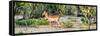 Awesome South Africa Collection Panoramic - Impala Antelope-Philippe Hugonnard-Framed Stretched Canvas