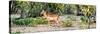 Awesome South Africa Collection Panoramic - Impala Antelope-Philippe Hugonnard-Stretched Canvas