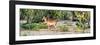 Awesome South Africa Collection Panoramic - Impala Antelope-Philippe Hugonnard-Framed Photographic Print