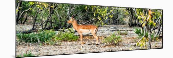 Awesome South Africa Collection Panoramic - Impala Antelope-Philippe Hugonnard-Mounted Photographic Print