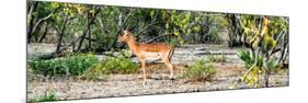 Awesome South Africa Collection Panoramic - Impala Antelope-Philippe Hugonnard-Mounted Photographic Print