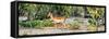 Awesome South Africa Collection Panoramic - Impala Antelope-Philippe Hugonnard-Framed Stretched Canvas
