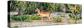 Awesome South Africa Collection Panoramic - Impala Antelope-Philippe Hugonnard-Stretched Canvas