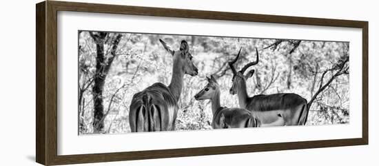 Awesome South Africa Collection Panoramic - Impala Family B&W-Philippe Hugonnard-Framed Photographic Print