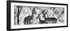 Awesome South Africa Collection Panoramic - Impala Family B&W-Philippe Hugonnard-Framed Photographic Print