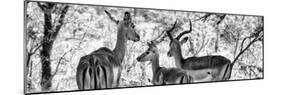 Awesome South Africa Collection Panoramic - Impala Family B&W-Philippe Hugonnard-Mounted Photographic Print