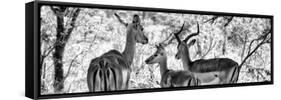 Awesome South Africa Collection Panoramic - Impala Family B&W-Philippe Hugonnard-Framed Stretched Canvas