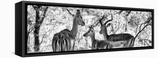 Awesome South Africa Collection Panoramic - Impala Family B&W-Philippe Hugonnard-Framed Stretched Canvas