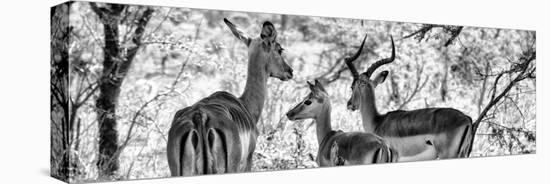 Awesome South Africa Collection Panoramic - Impala Family B&W-Philippe Hugonnard-Stretched Canvas