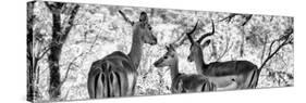 Awesome South Africa Collection Panoramic - Impala Family B&W-Philippe Hugonnard-Stretched Canvas