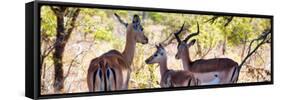 Awesome South Africa Collection Panoramic - Impala Family-Philippe Hugonnard-Framed Stretched Canvas