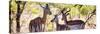 Awesome South Africa Collection Panoramic - Impala Family-Philippe Hugonnard-Stretched Canvas