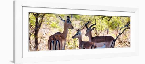 Awesome South Africa Collection Panoramic - Impala Family-Philippe Hugonnard-Framed Photographic Print