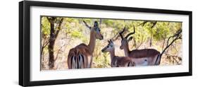 Awesome South Africa Collection Panoramic - Impala Family-Philippe Hugonnard-Framed Photographic Print