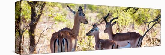 Awesome South Africa Collection Panoramic - Impala Family-Philippe Hugonnard-Stretched Canvas