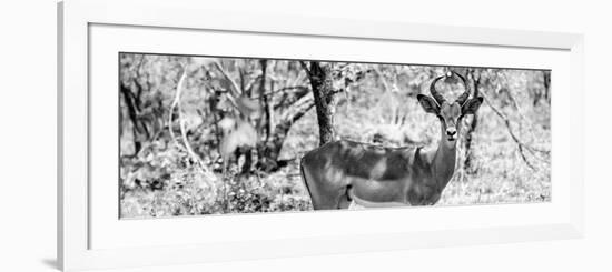 Awesome South Africa Collection Panoramic - Impala Portrait B&W-Philippe Hugonnard-Framed Photographic Print