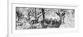 Awesome South Africa Collection Panoramic - Impala Portrait B&W-Philippe Hugonnard-Framed Photographic Print