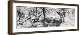 Awesome South Africa Collection Panoramic - Impala Portrait B&W-Philippe Hugonnard-Framed Photographic Print