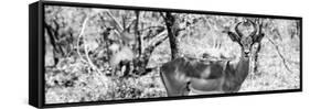 Awesome South Africa Collection Panoramic - Impala Portrait B&W-Philippe Hugonnard-Framed Stretched Canvas