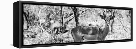 Awesome South Africa Collection Panoramic - Impala Portrait B&W-Philippe Hugonnard-Framed Stretched Canvas