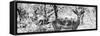 Awesome South Africa Collection Panoramic - Impala Portrait B&W-Philippe Hugonnard-Framed Stretched Canvas