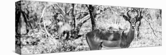 Awesome South Africa Collection Panoramic - Impala Portrait B&W-Philippe Hugonnard-Stretched Canvas