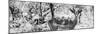 Awesome South Africa Collection Panoramic - Impala Portrait B&W-Philippe Hugonnard-Mounted Premium Photographic Print