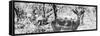Awesome South Africa Collection Panoramic - Impala Portrait B&W-Philippe Hugonnard-Framed Stretched Canvas