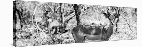 Awesome South Africa Collection Panoramic - Impala Portrait B&W-Philippe Hugonnard-Stretched Canvas