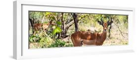 Awesome South Africa Collection Panoramic - Impala Portrait-Philippe Hugonnard-Framed Photographic Print
