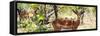 Awesome South Africa Collection Panoramic - Impala Portrait-Philippe Hugonnard-Framed Stretched Canvas