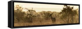 Awesome South Africa Collection Panoramic - Impala Sunrise-Philippe Hugonnard-Framed Stretched Canvas