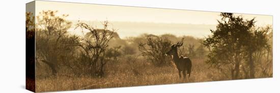 Awesome South Africa Collection Panoramic - Impala Sunrise-Philippe Hugonnard-Stretched Canvas