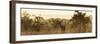 Awesome South Africa Collection Panoramic - Impala Sunrise-Philippe Hugonnard-Framed Photographic Print