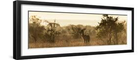 Awesome South Africa Collection Panoramic - Impala Sunrise-Philippe Hugonnard-Framed Photographic Print