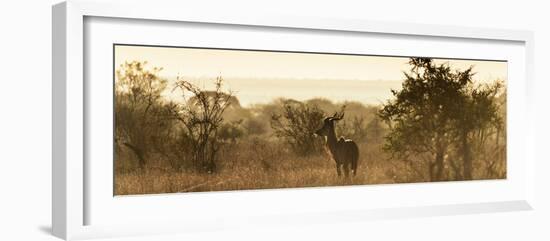 Awesome South Africa Collection Panoramic - Impala Sunrise-Philippe Hugonnard-Framed Photographic Print