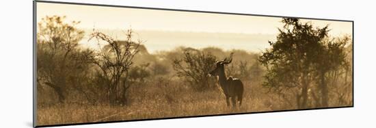 Awesome South Africa Collection Panoramic - Impala Sunrise-Philippe Hugonnard-Mounted Photographic Print